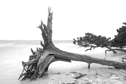 Fallen Tree | by Alderman Company Photography