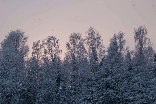 winter sunset snow vinter woods sweden skog sverige snö solnedgång dsc3418 atranswe väja västranorrland latn62°5818lone17°427