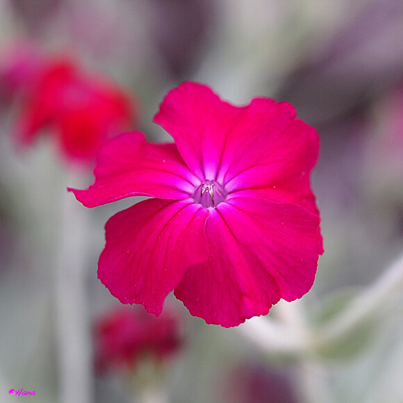 酔仙翁 Lychnis Coronaria 酔仙翁の花言葉は いつも愛して 名誉 だそうです Flickr