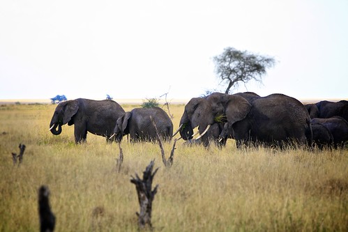 tanzania wildlife elephants serengeti