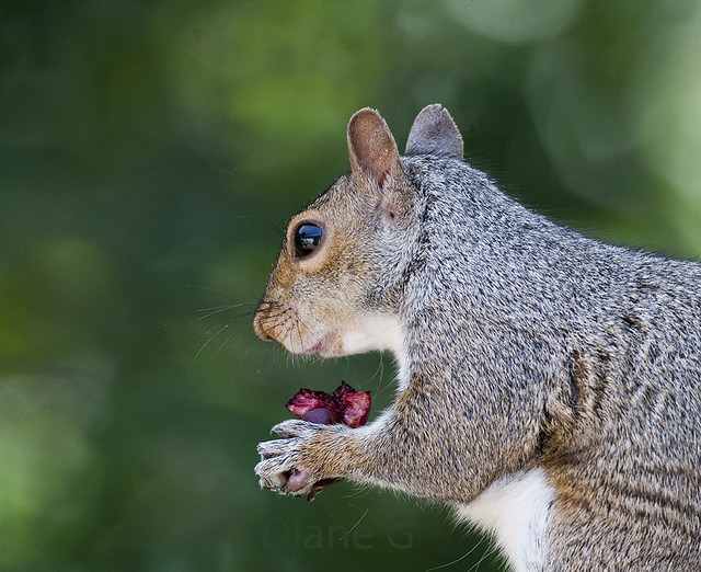 Squirrel  41