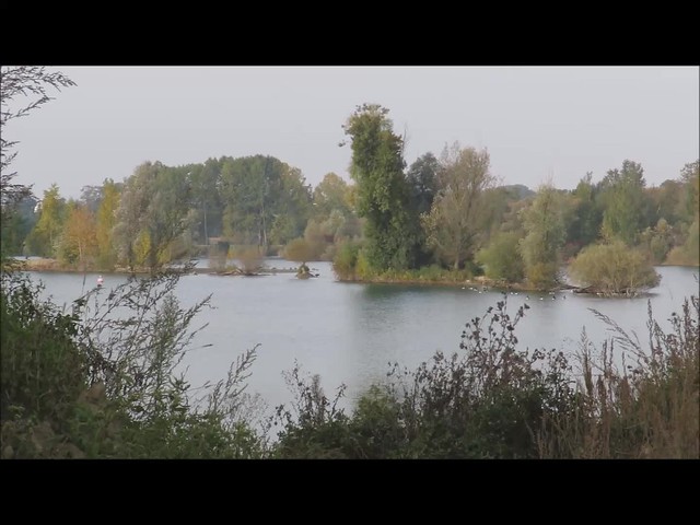 Canada Goose (Branta canadensis) 14-10-16 Movie