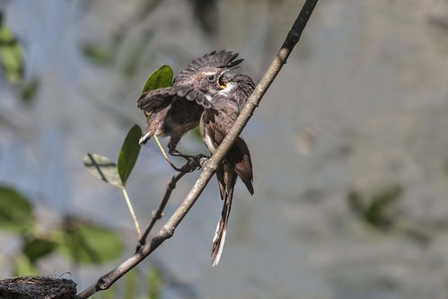 Pied Fantail | by birdingangel