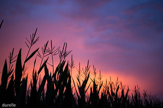 field sunset