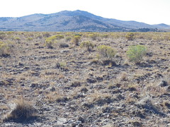 Hills north of Wells Nevada: burned sagebrush steppe