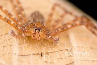 Huntsman Spider (Heteropoda sp.) - DSC_7546
