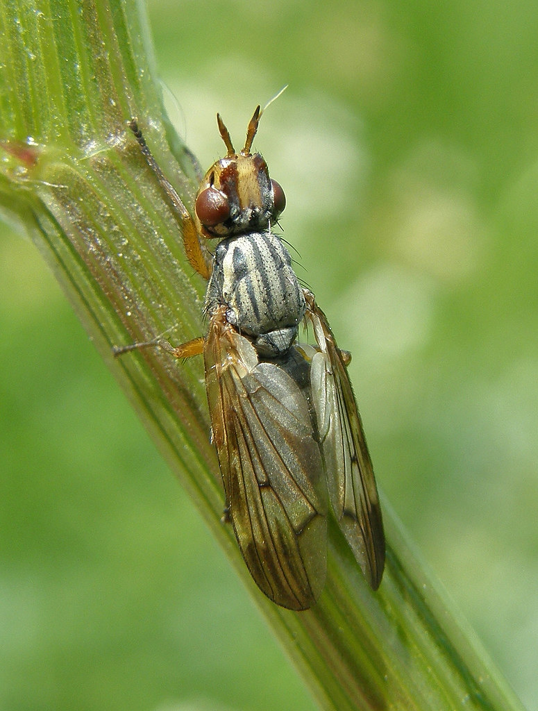 Dorycera graminum (Phoenix Fly) | Flickr