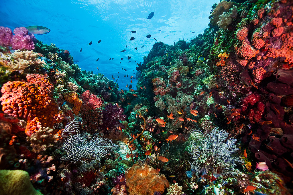 Reeflife | Chrystal Rock, Komodo, Indonesia | Martin-Klein | Flickr