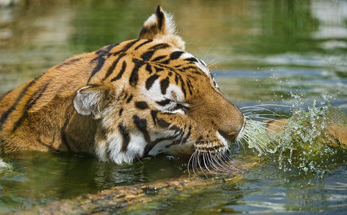Biting the branch in the water II | Another shot of Amir hav… | Flickr