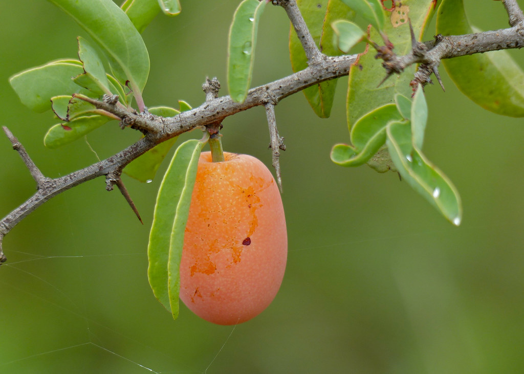 Hog Plum Ximenia Americana Fruit S58 Road East Of Pu Flickr