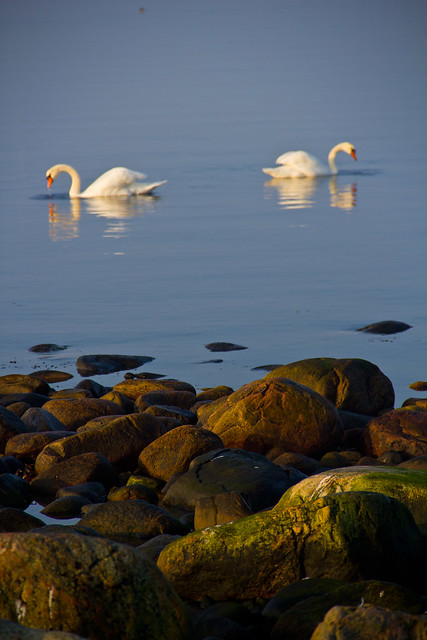 Swans/svanar