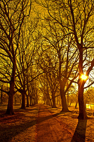 trees sun tree sunrise river bedford dawn twilight bedfordshire felton robertfelton theembankment thegreatouse