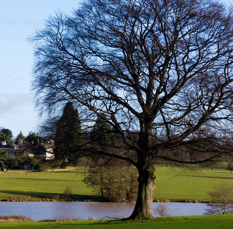 Oak tree and lake with distant view of Berkswell Hall