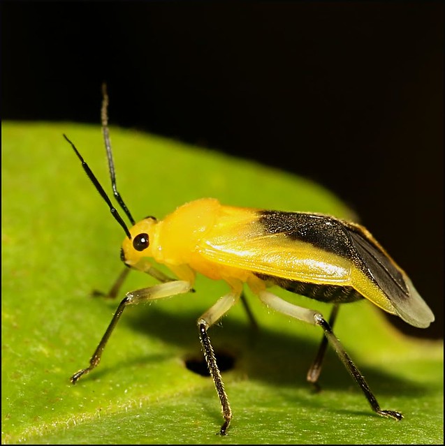 Black and yellow bug