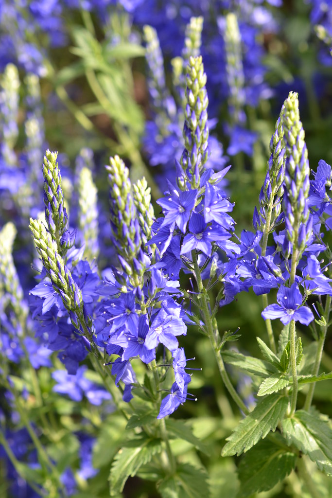 Blue and bokeh | Flickr lounge monthly daily theme- pick a c… | Flickr