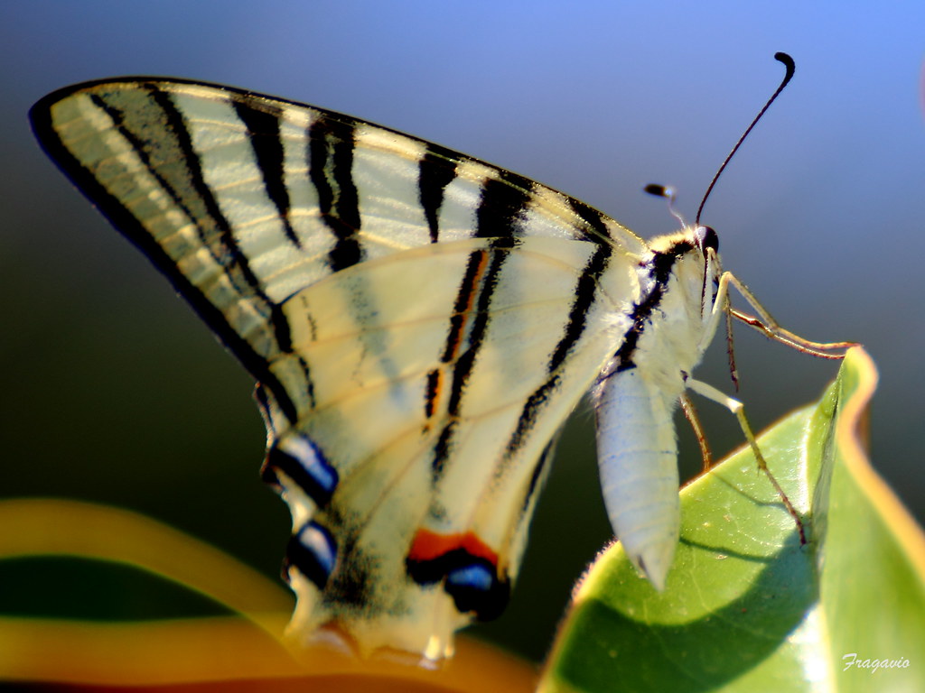 Podila Insect Podalirio #1 | Iphiclides podalirius it.wikipedia.org/wiki/I… | Flickr