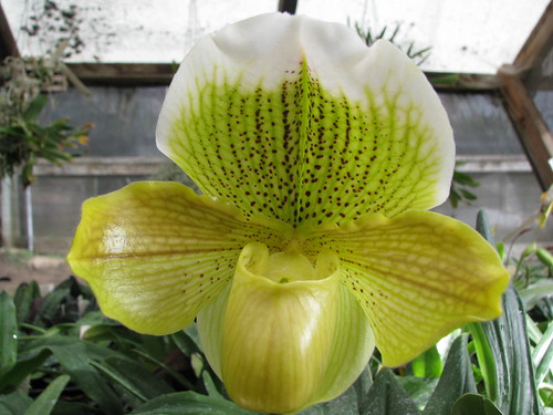 Paphiopedilum Satin Stone | by cieneguitan
