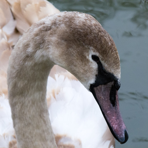 Portrait of an immature swan