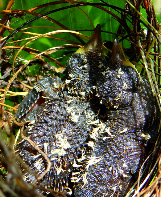 Ermitaño pecho canela [Rufous-breasted Hermit] (Glaucis hirsutus affinis) (pichones [nestlings])