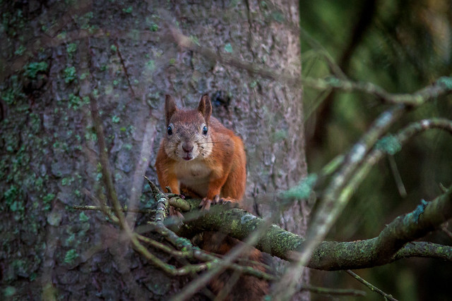 Orava (Red Squirrel)