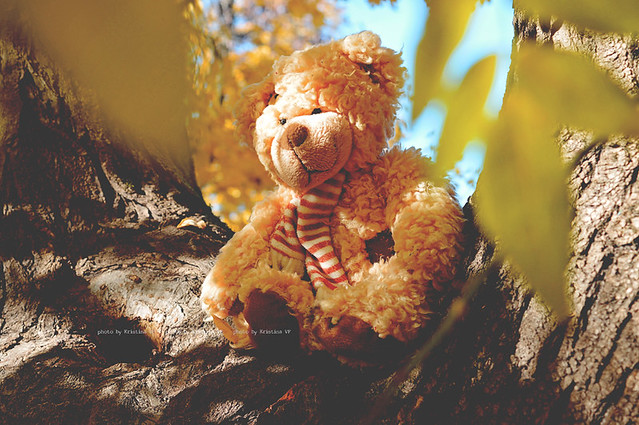 Teddy likes Autumn too !