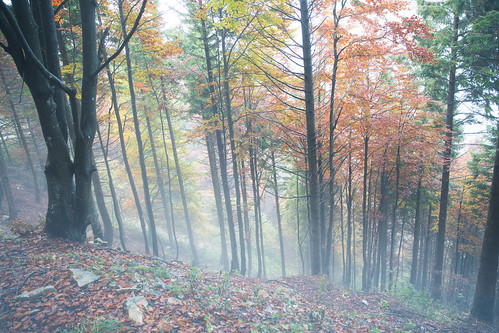 leaf foglie autunno autumn colori colours canon fog nebbia giallo rosso