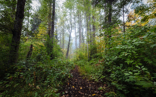 forest nature trees path trail fog morning easton washington pacificnorthwest canoneos5dmarkiii canonef1635mmf4lis unitedstates us
