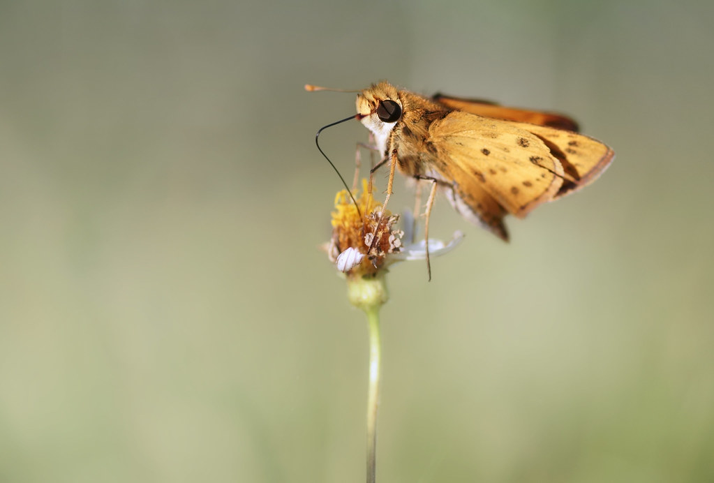 The whirlabout skipper is the butterfly with the happiest name.