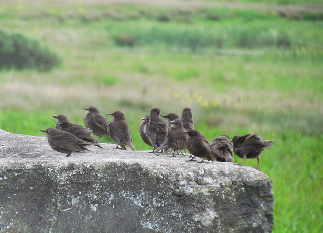 starling squadron