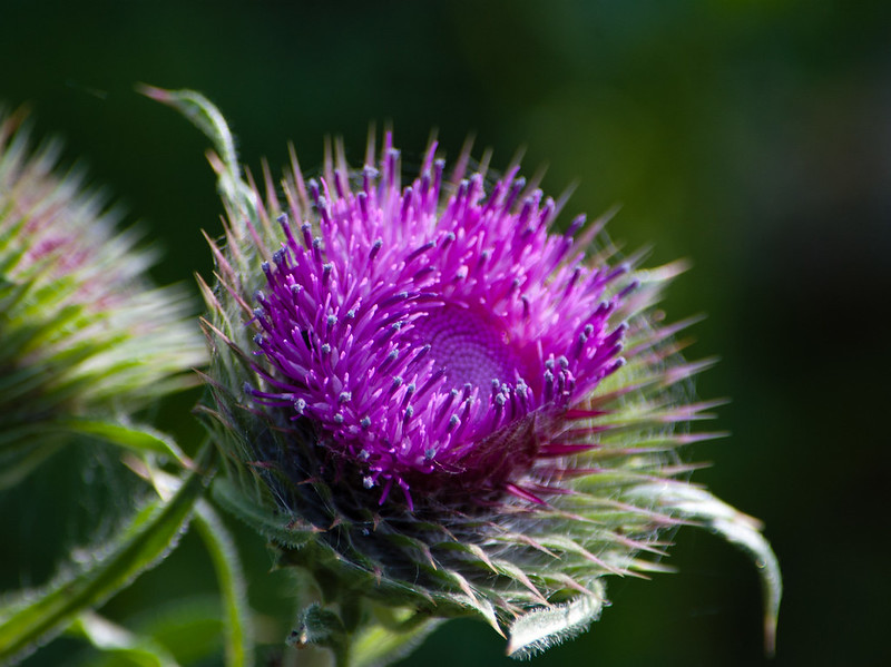 Thistle flower, Worfield