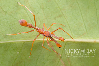 Ant-Mimic Jumping Spider (Myrmaplata plataleoides) - DSC_9190