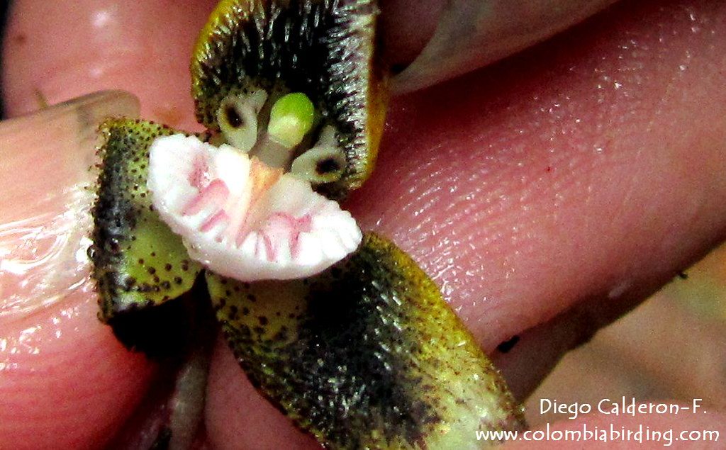 Endemic Dracula carcinopsis orchid - W Andes
