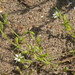 Flickr photo 'Arenaria serpyllifolia PCB407-C01' by: Sarah Gregg Lynkos.