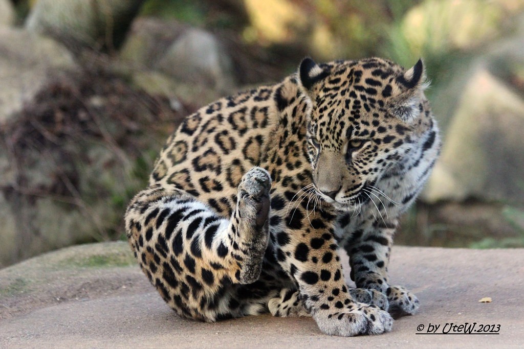 Jaguar "Socorro"
