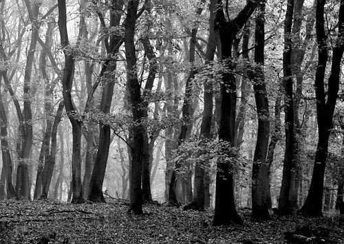 autumn trees germany deutschland bomen herbst natur herfst natuur canon350d duitsland baüme janneman2007