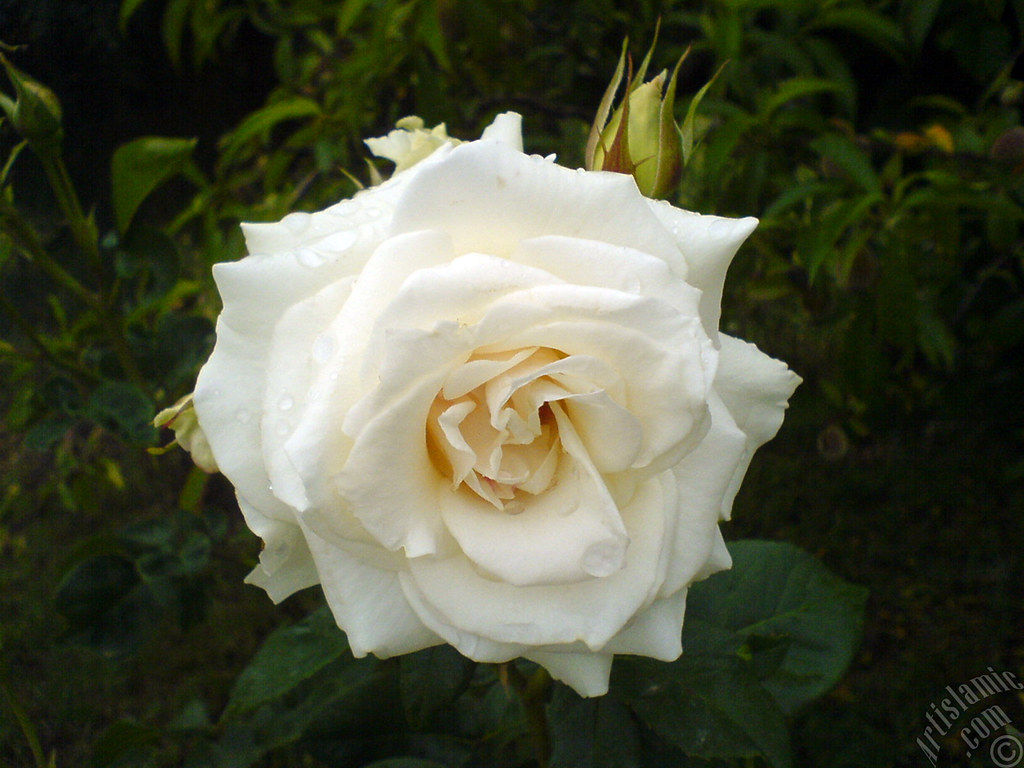 Roses White | Flickr