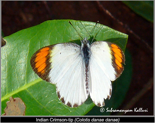pieridae butterflyindia butterfliesofandhraprdesh