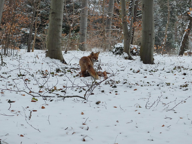 Fuchs im Schnee 3