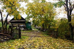 Summer house with Juglans mandshurica, the Manchurian walnut, Siberia