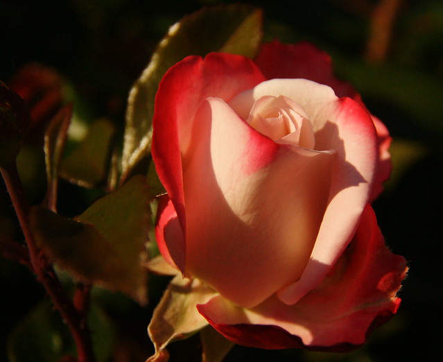 Victorian rose