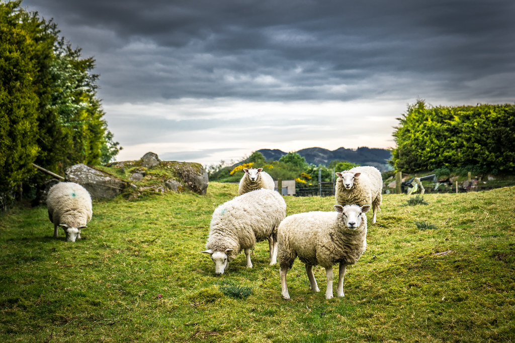 Irish sheeps