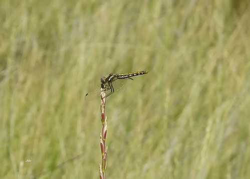 mt eh15wydinos822216 dragonfliesanisoptera skimmerslibellulidae meadowhawkssympetrum fairfield montana unitedstates