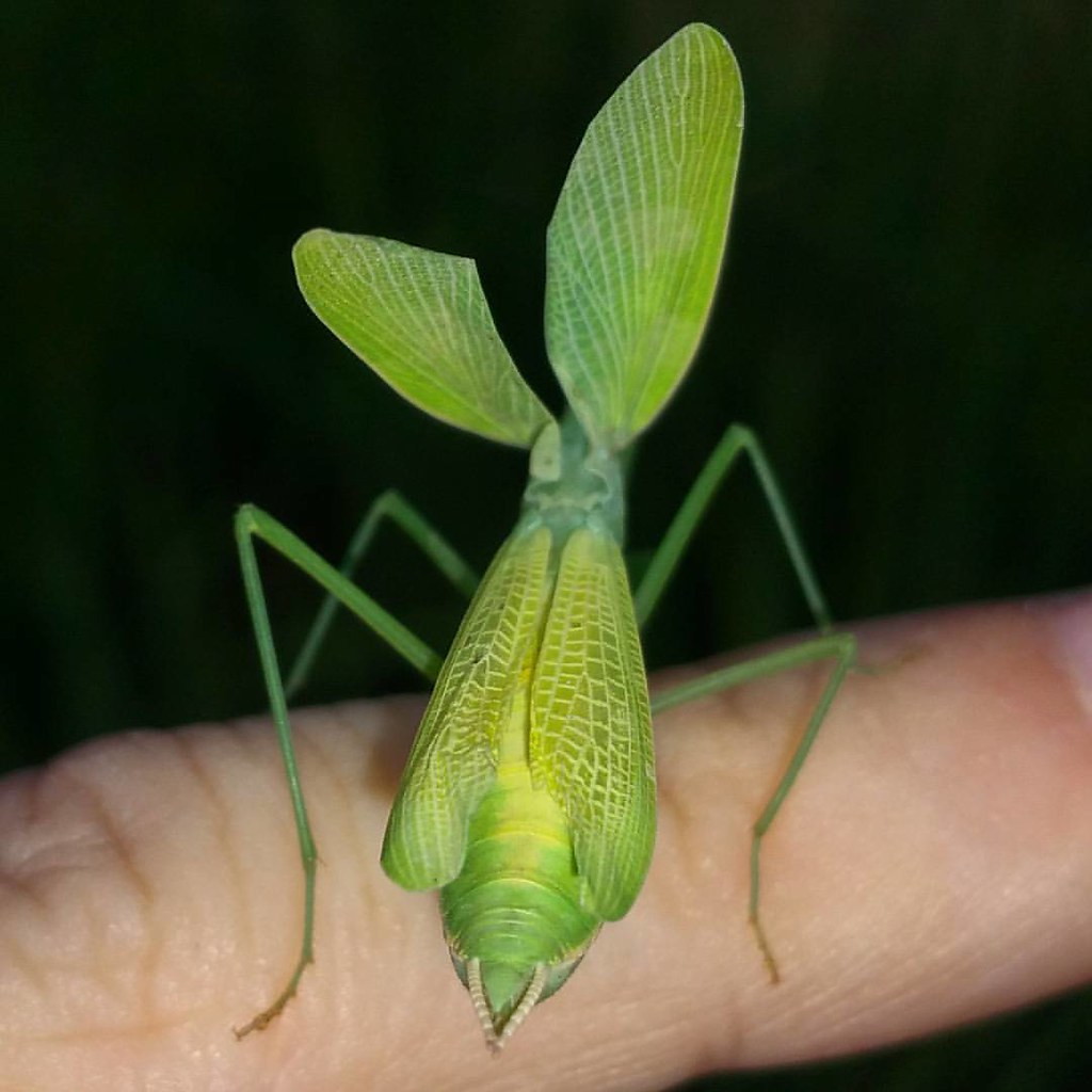 #photohunt #instanature #nature #insectagram #insect #mant… | Flickr