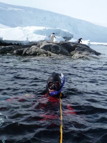 COLD DIP: Dr Chris Gillies takes a plunge in the Southern Ocean.