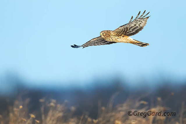 Adult female Northern Harrier flying low over marsh