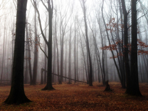 park mist tree leaves fog newjersey kenilworth iphone cranford nomaheganpark
