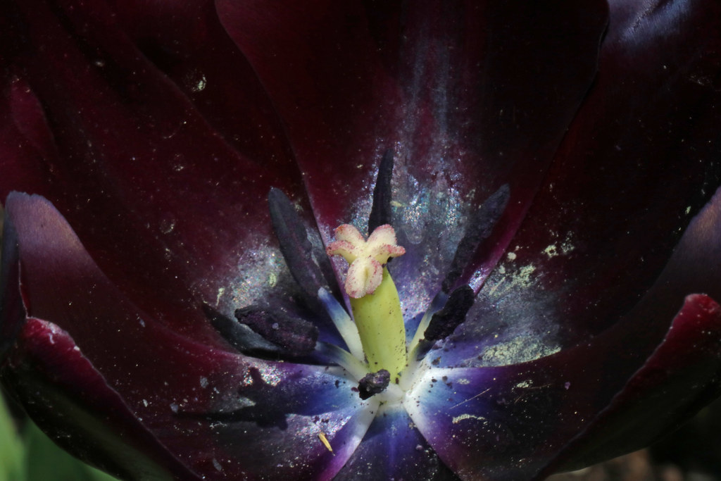 Black tulip inside