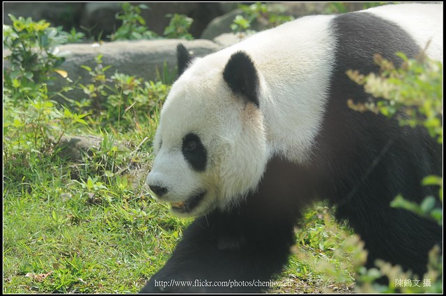 木柵動物園_大貓熊_20_Taipei Zoo Panda