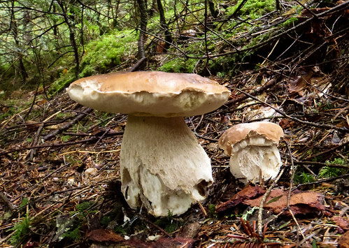 mushroom automne forêt auvergne champignon massifcentral hauteloire cèpe cetas margeride hautesterres marjarida
