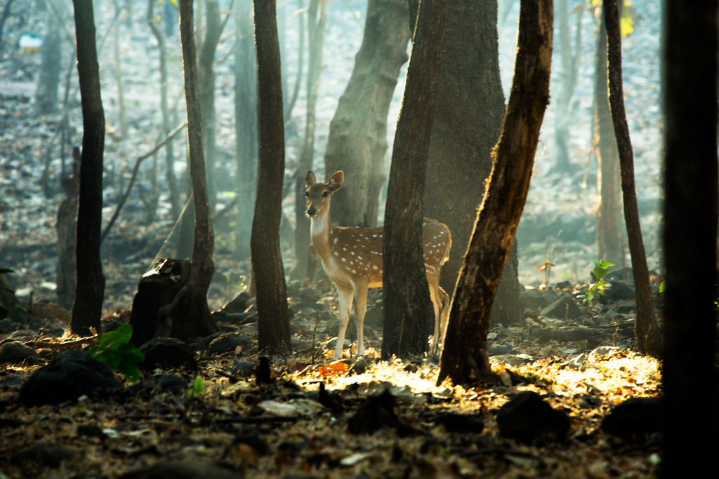 Chital Deer | Satmalia wildlife sanctuary, Silvassa. | Njanasundaran P ...